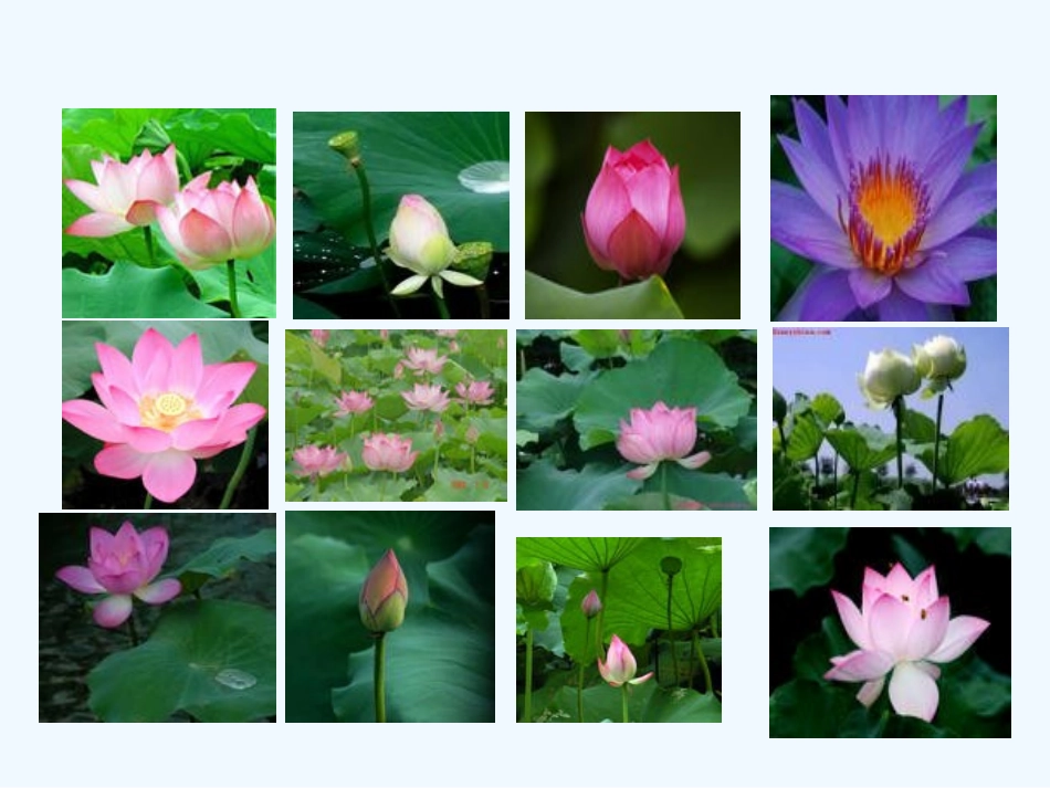 (部编)初中语文人教2011课标版七年级下册《爱莲说》ppt课件-(4)_第2页