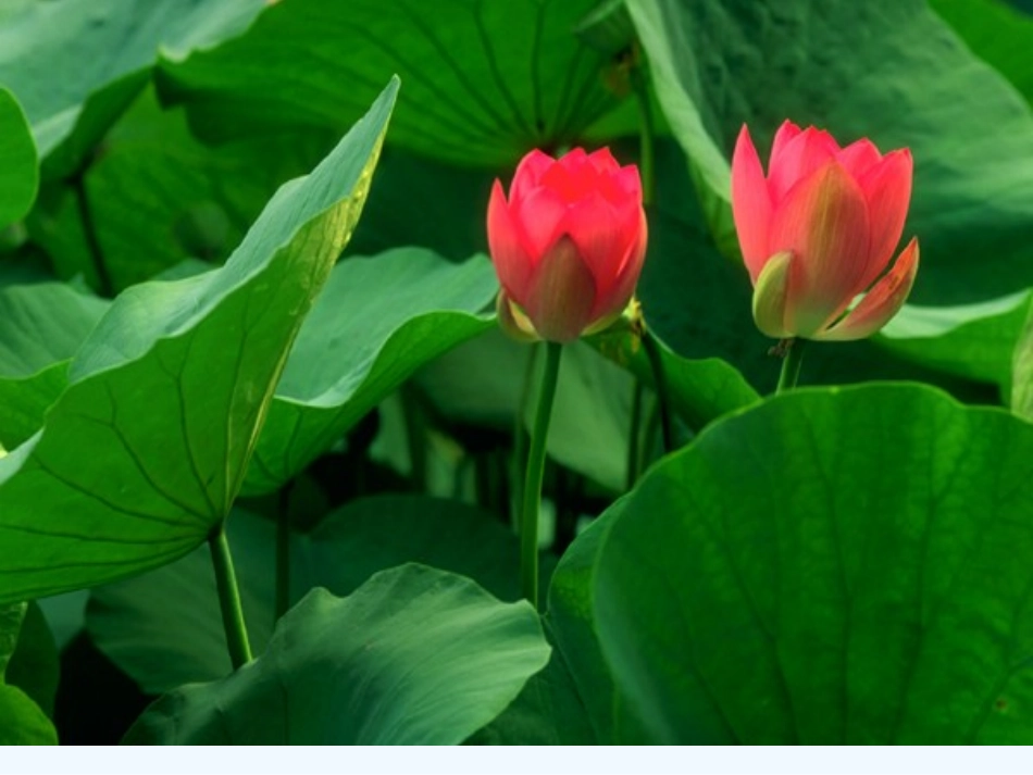 (部编)初中语文人教2011课标版七年级下册《爱莲说》ppt课件-(4)_第3页