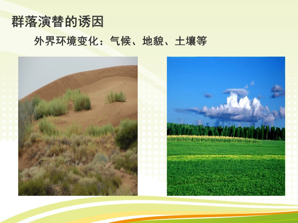 三群落的演替_第3页
