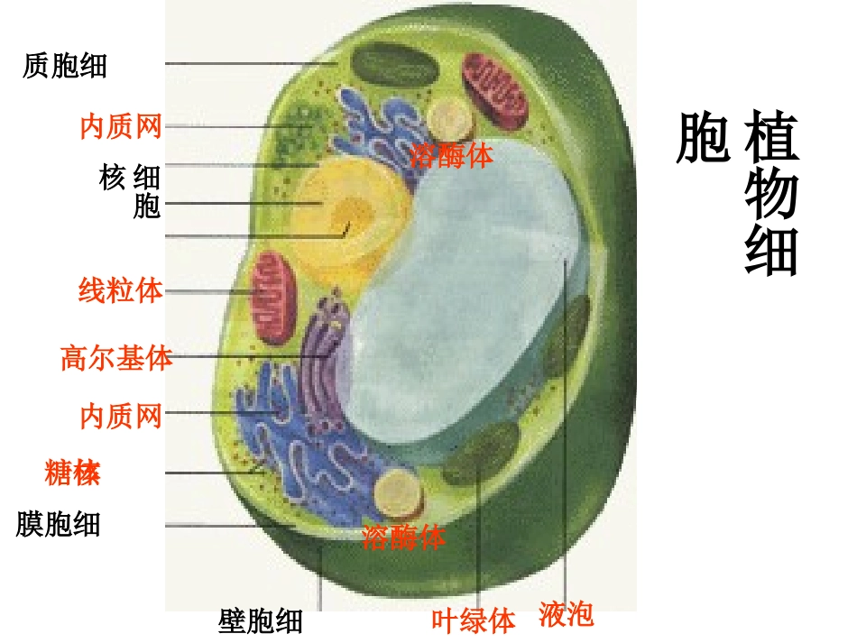 生物科学研究的重要工具——显微镜-(2)_第1页