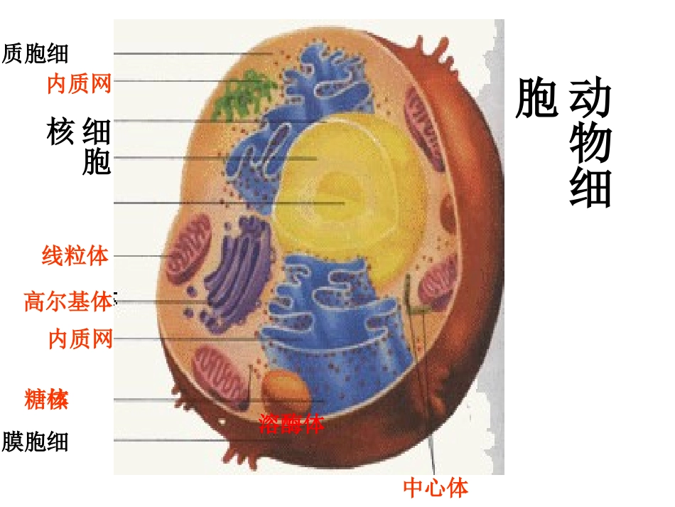 生物科学研究的重要工具——显微镜-(2)_第2页