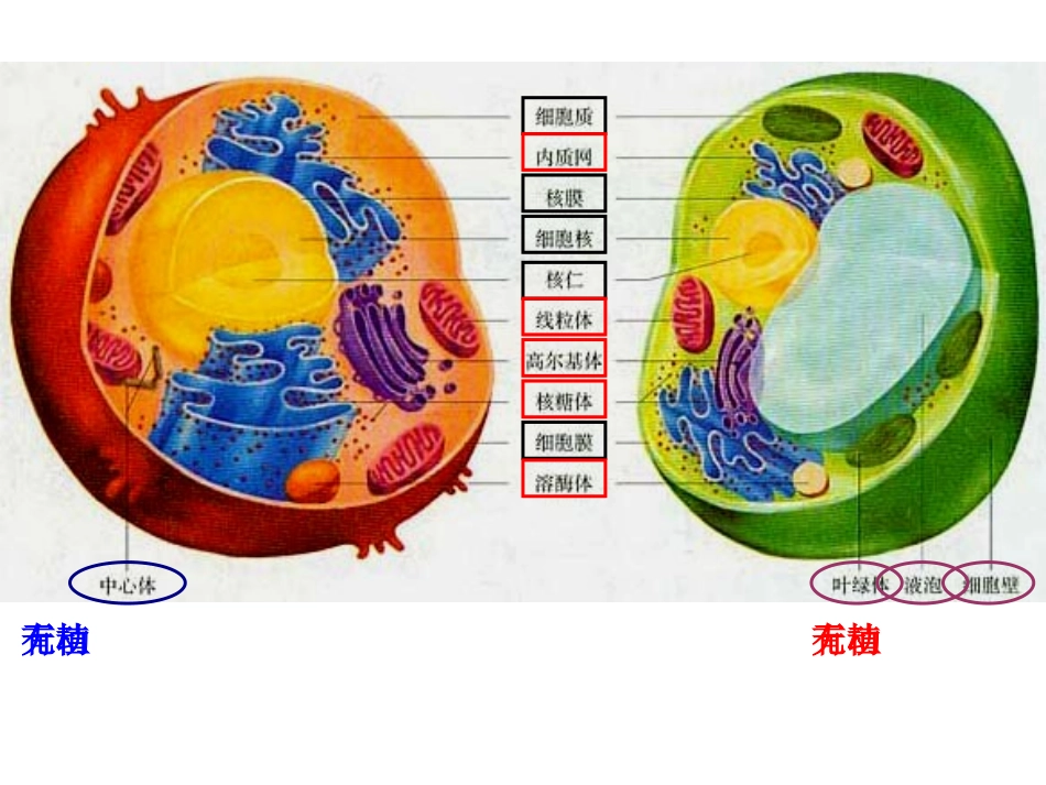 生物科学研究的重要工具——显微镜-(2)_第3页