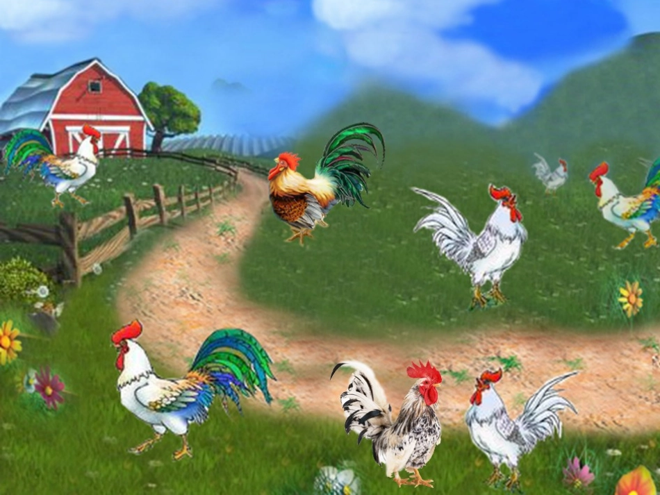 14艳丽的大公鸡_第2页