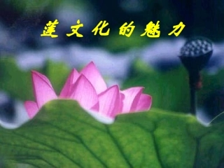 《莲文化的魅力》课件4