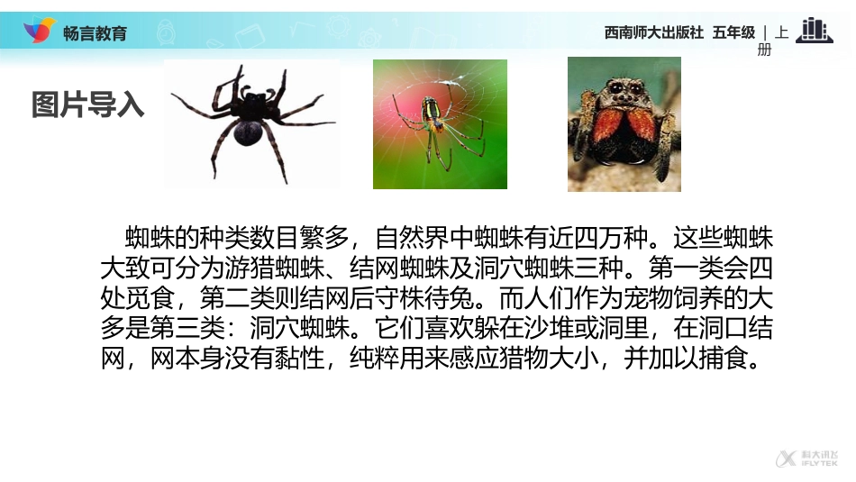 【教学课件】《蜘蛛脱险》(西南师大)_第2页