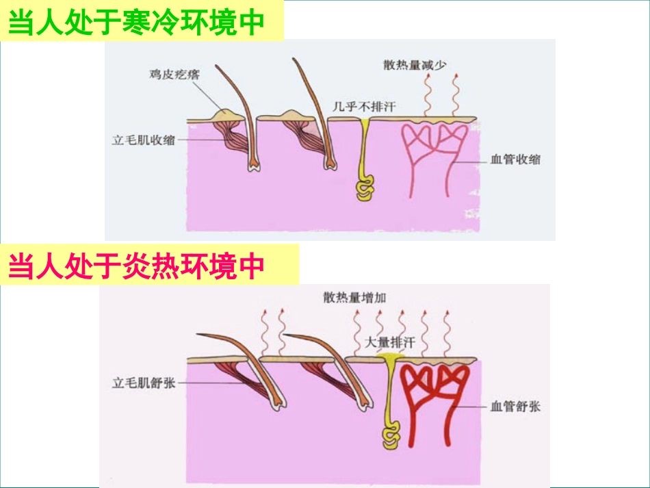 第二章第三节神经调节与体液调节的关系_第3页