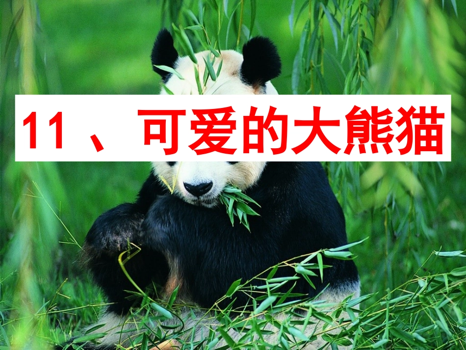 可爱的大熊猫二课时_第1页
