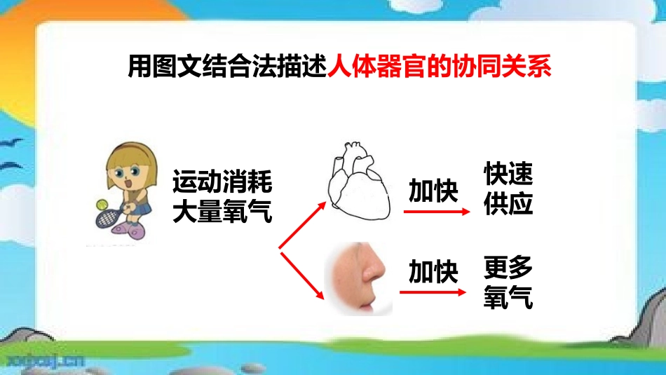 相互协作的人体器官_第2页