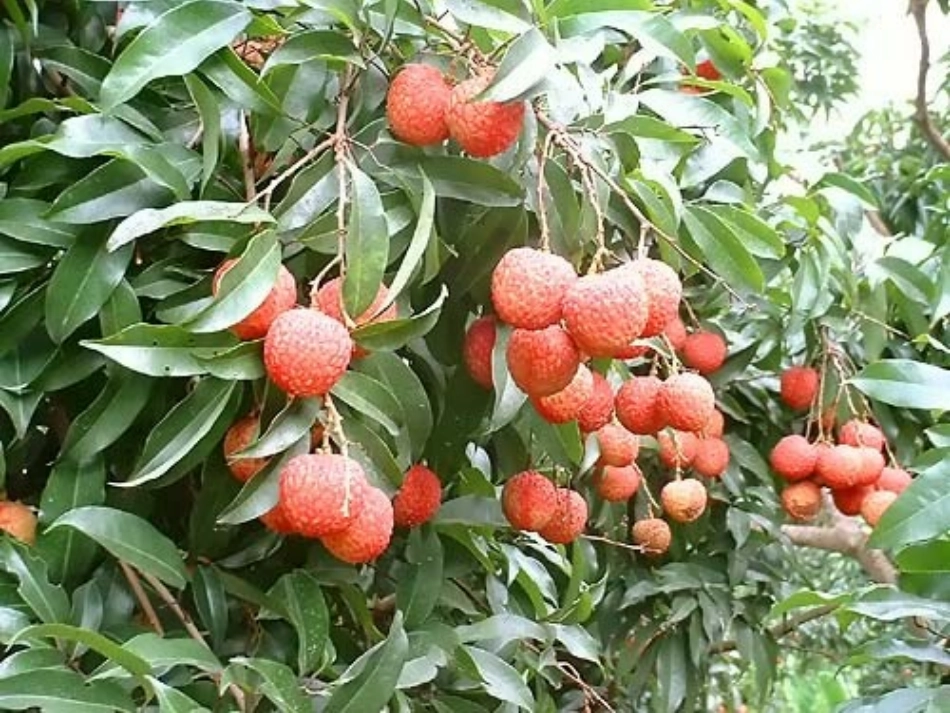 21荔枝图序_第3页
