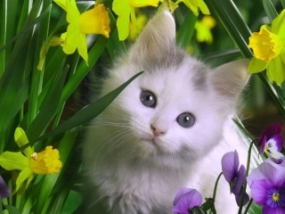 15-猫-课件