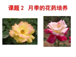 课题2-月季的花药培养-(3)