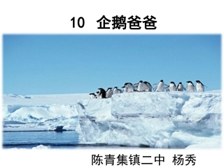 10企鹅爸爸