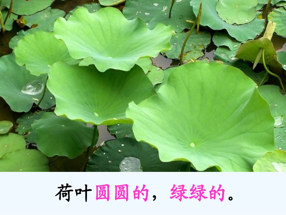 (部编)人教语文2011课标版一年级下册13.荷叶圆圆-(2)_第3页
