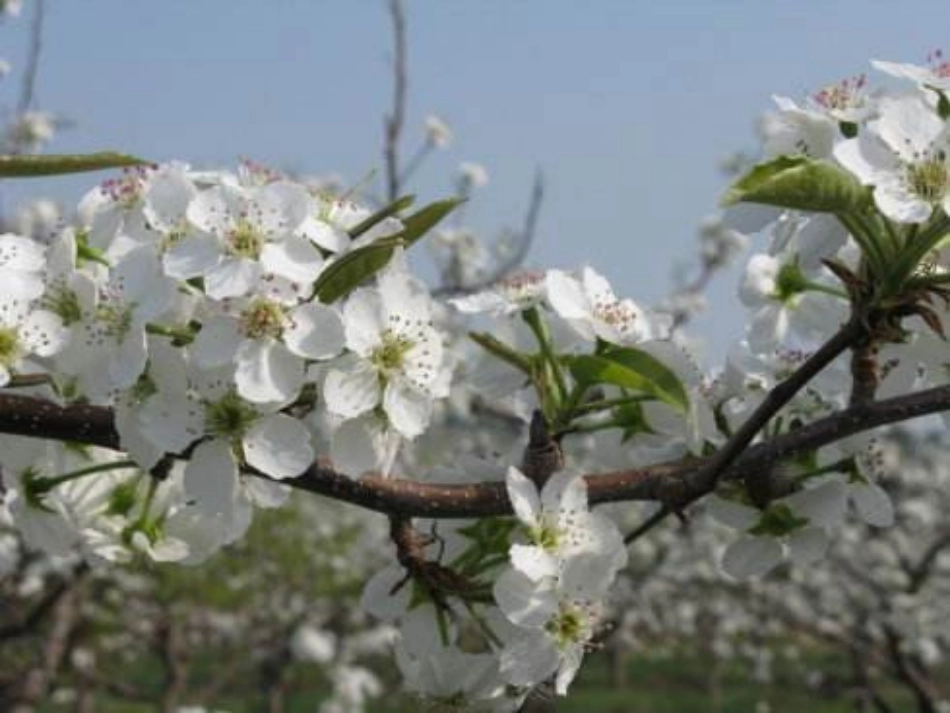 14驿路梨花_第2页