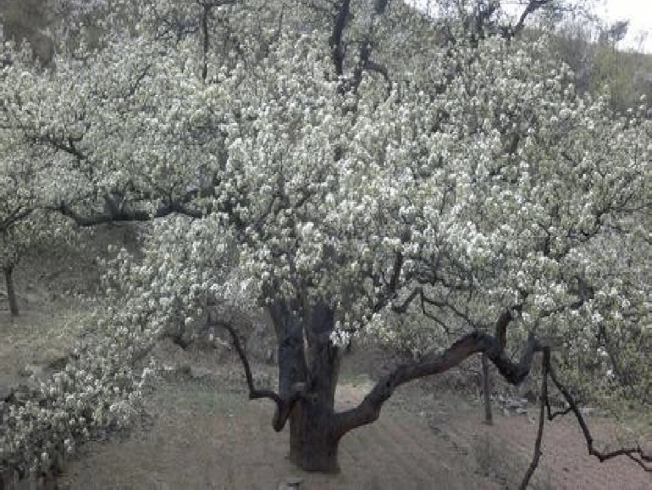 14驿路梨花_第3页