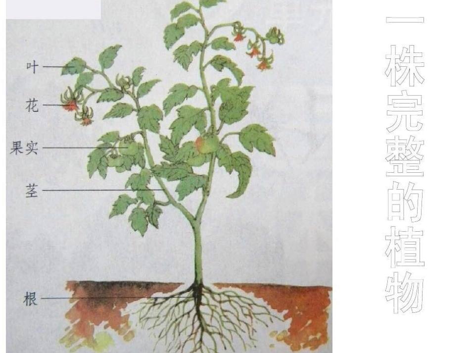 4植物和我们_第2页