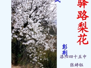 (部编)初中语文人教2011课标版七年级下册驿路梨花-(18)