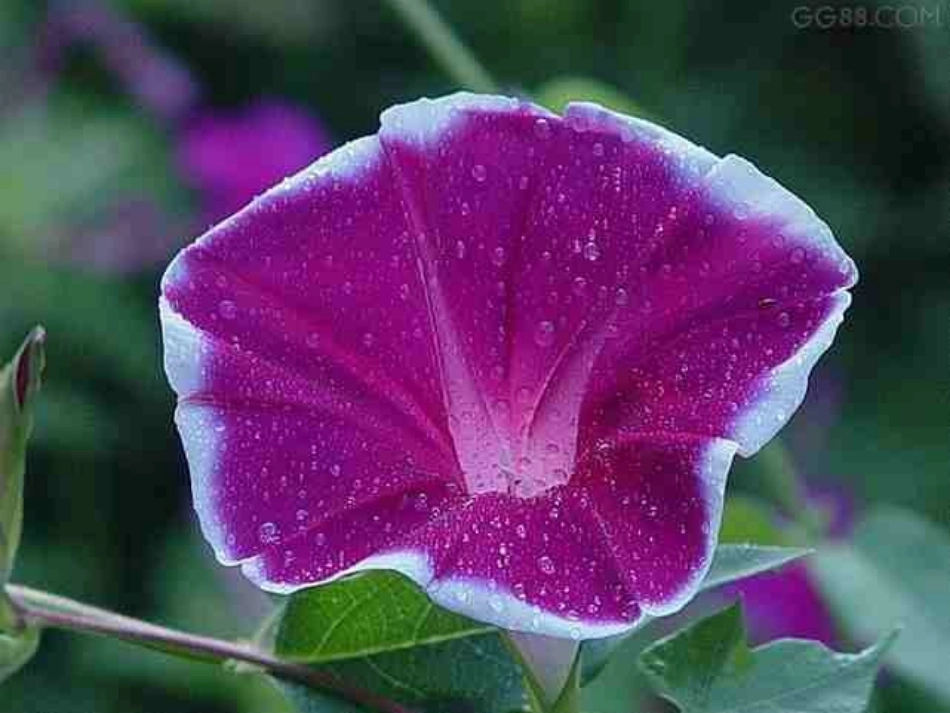 花儿为什么这样红_第2页