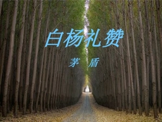 1.白杨礼赞