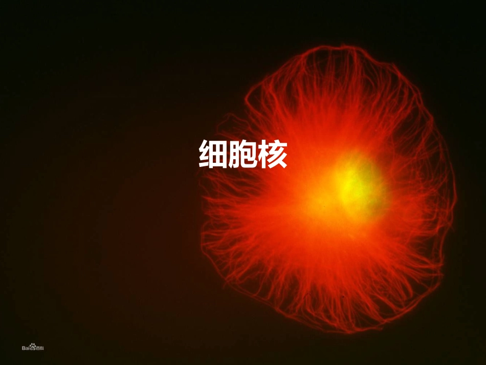 第四节细胞核_第1页