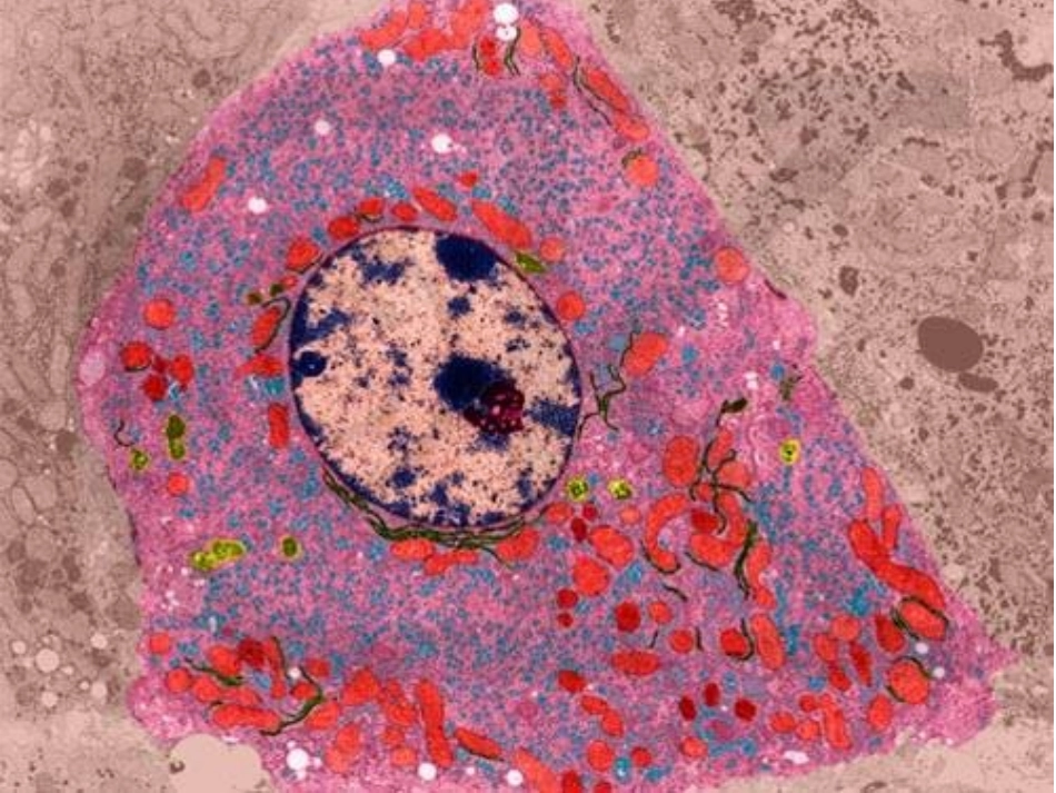 第四节细胞核_第2页