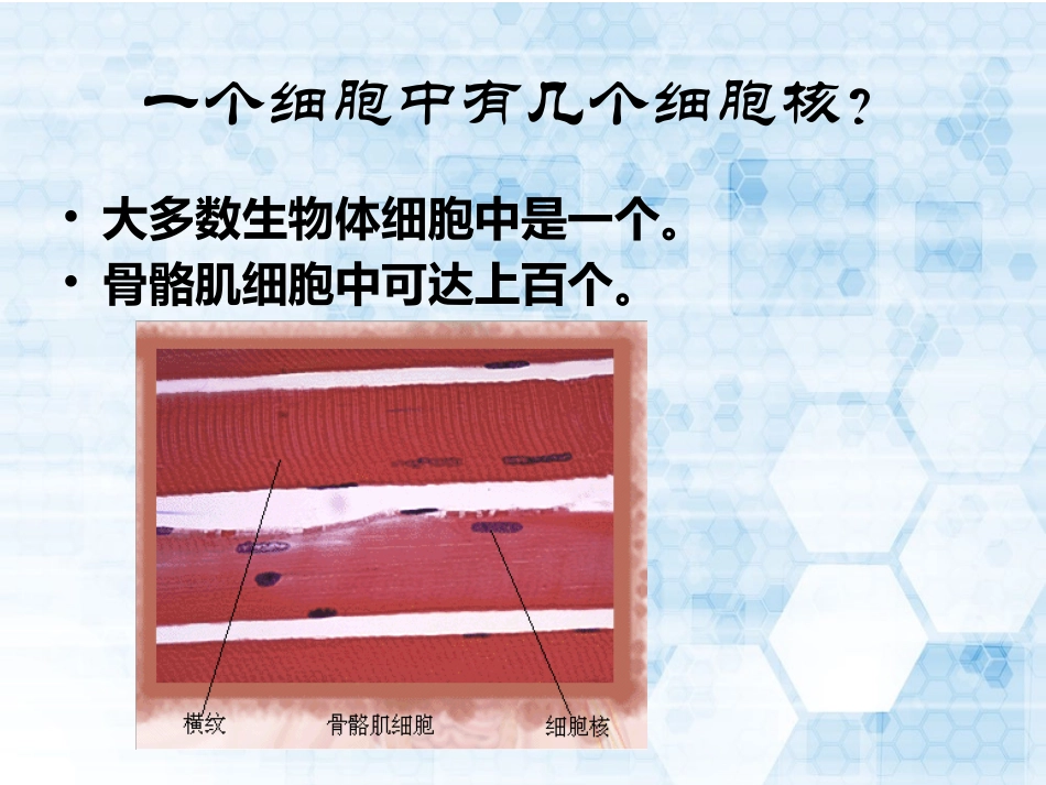第四节细胞核_第3页