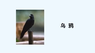 (部编)人教2011课标版一年级上册乌鸦喝水-(7)