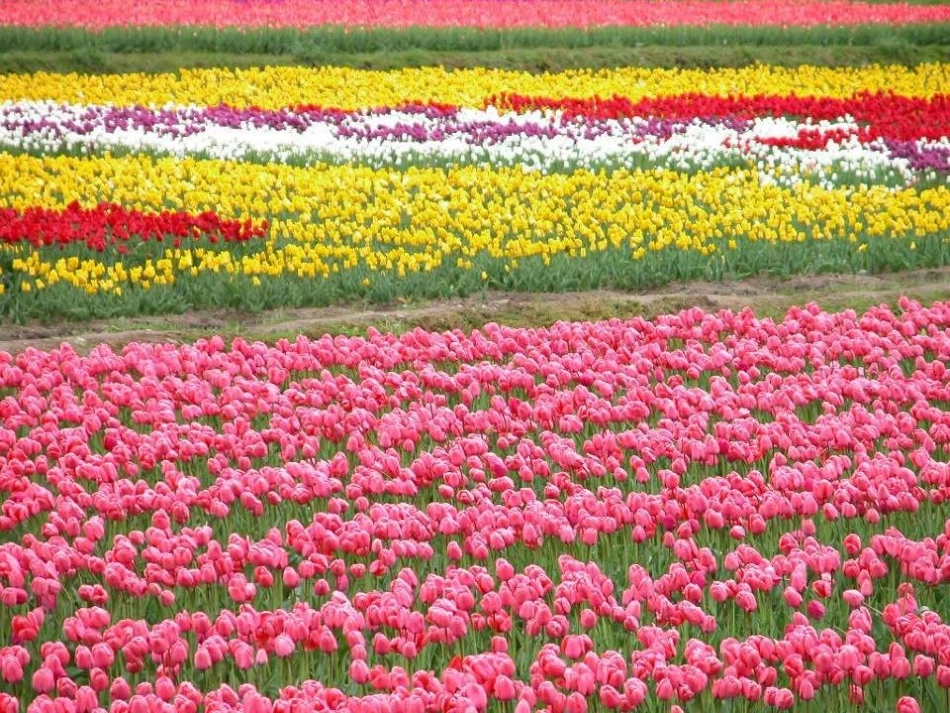 13花钟-(2)_第3页