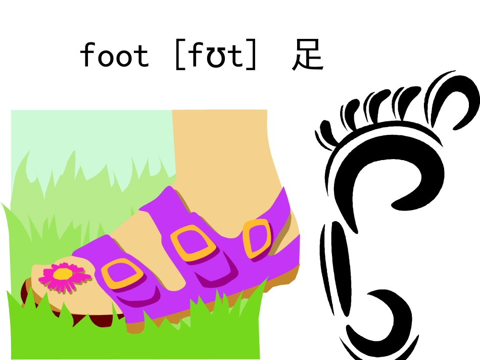 Unit11-he-has-two-feet-ppt课件_第3页