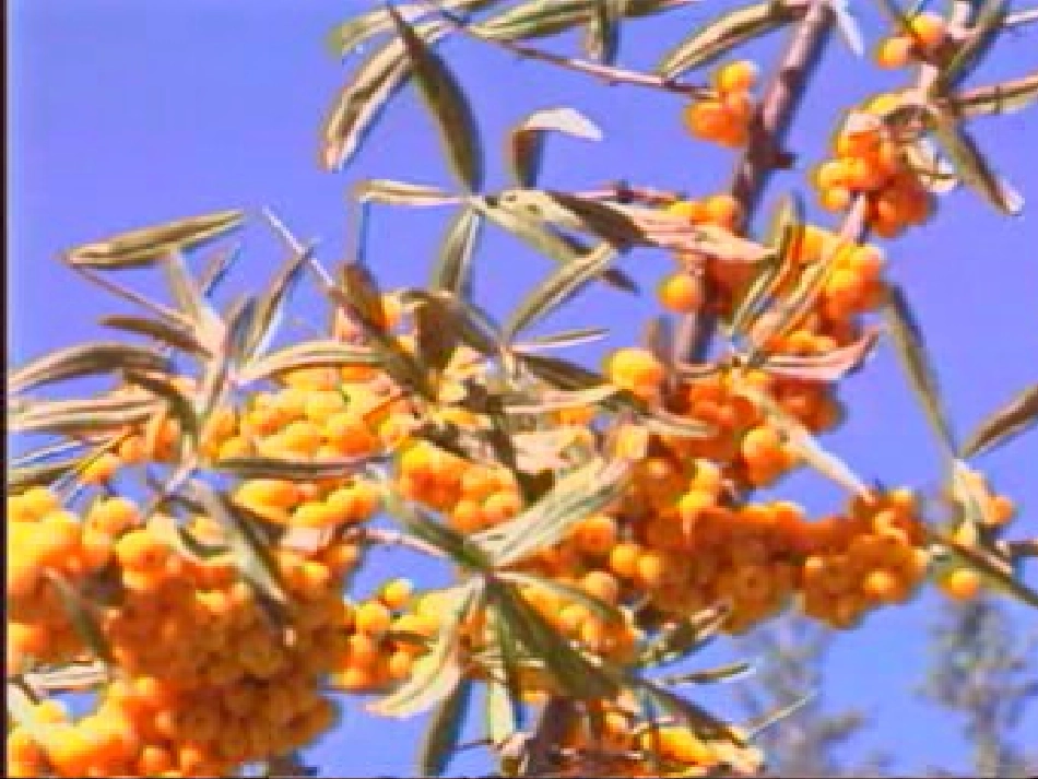 大自然的语言(上课)_第3页