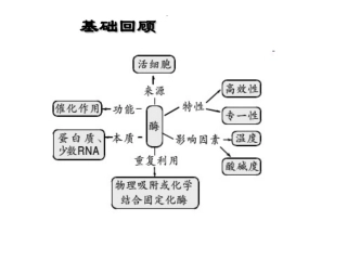 科学·技术·社会-酶为生活添姿彩-(4)