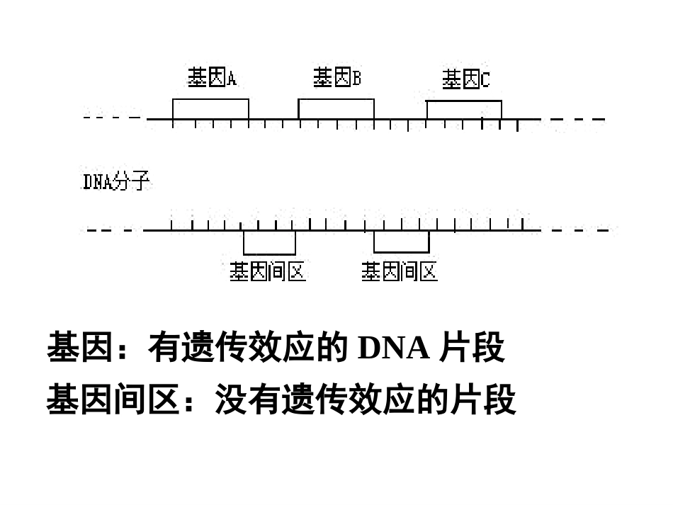 4.1《基因指导蛋白质的合成》课件8-陈秀峰_第2页
