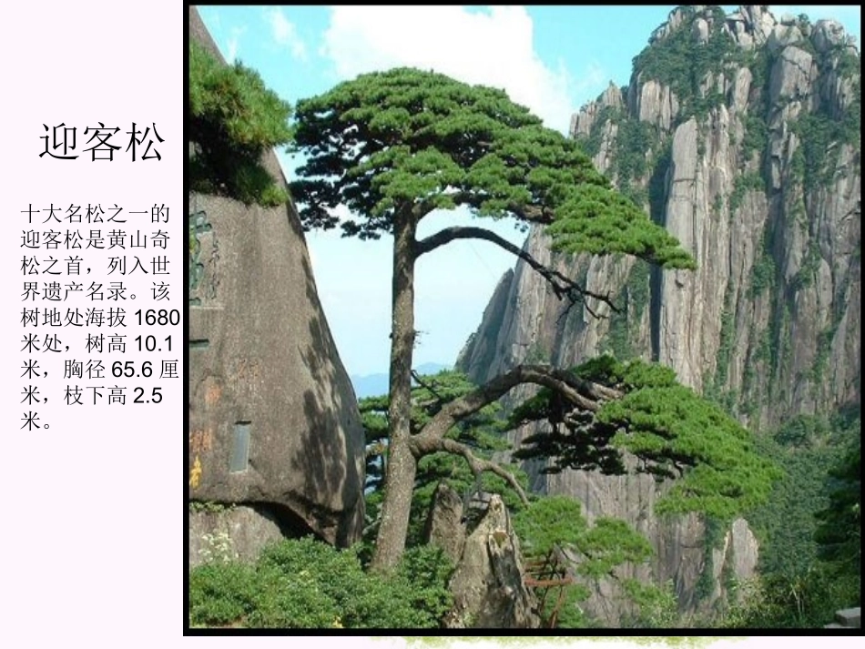 第11课学画松树_第3页