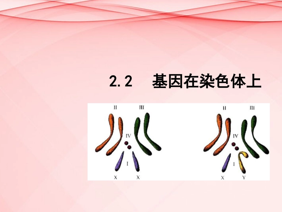 高中生物-2.2-基因在染色体上课件-新人教版必修2_第1页