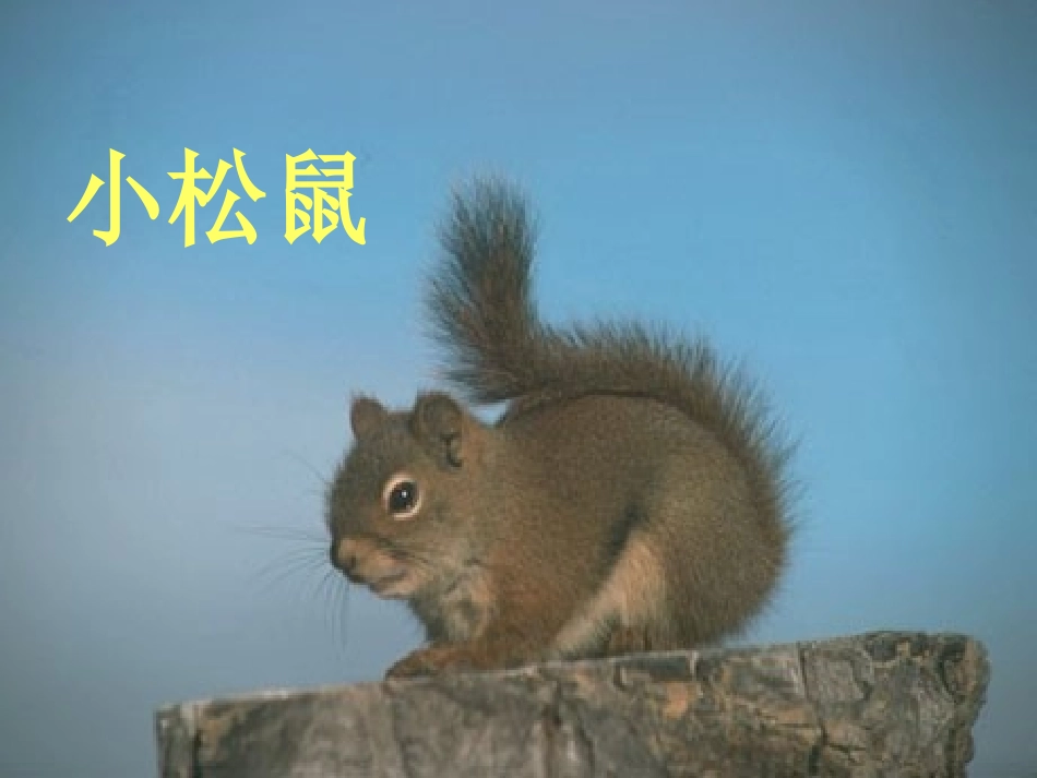 一上语文《小松鼠找花生》ppt课件3_第2页