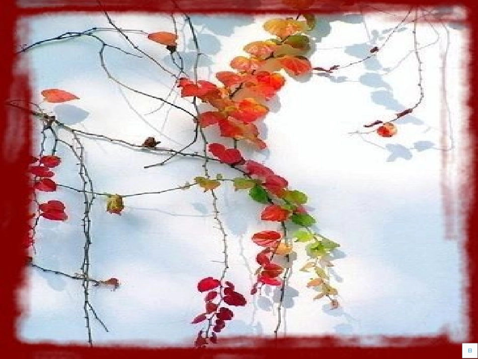 爬山虎的脚课件(1)_第2页