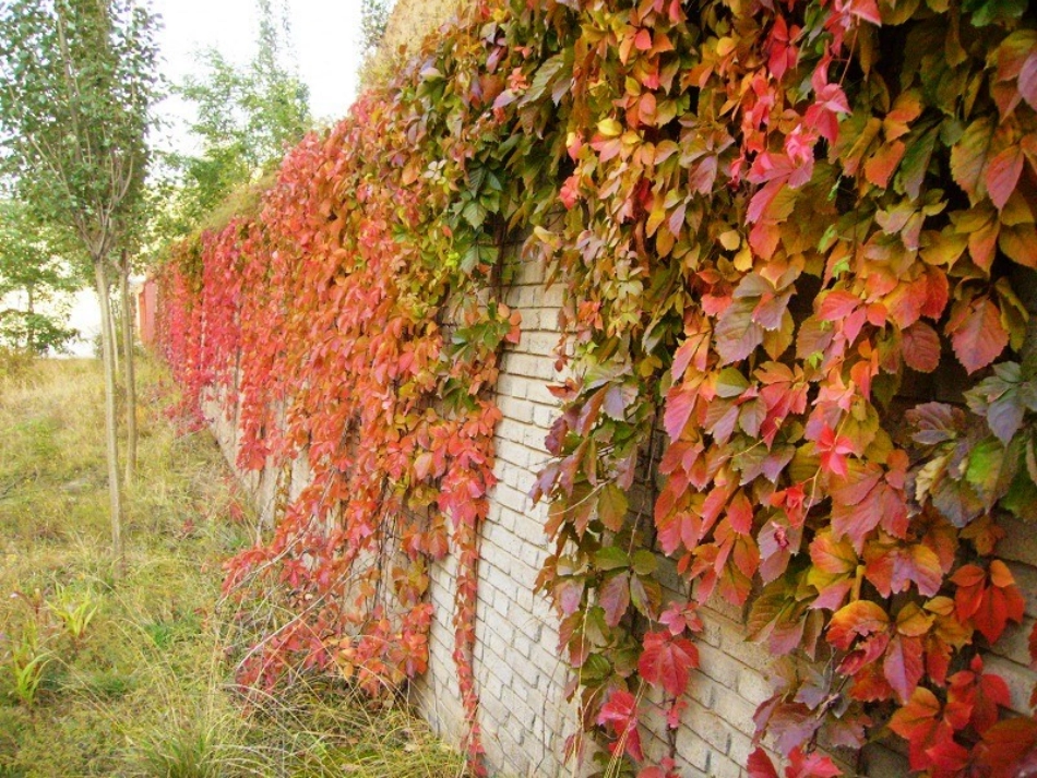 爬山虎的脚课件(1)_第3页