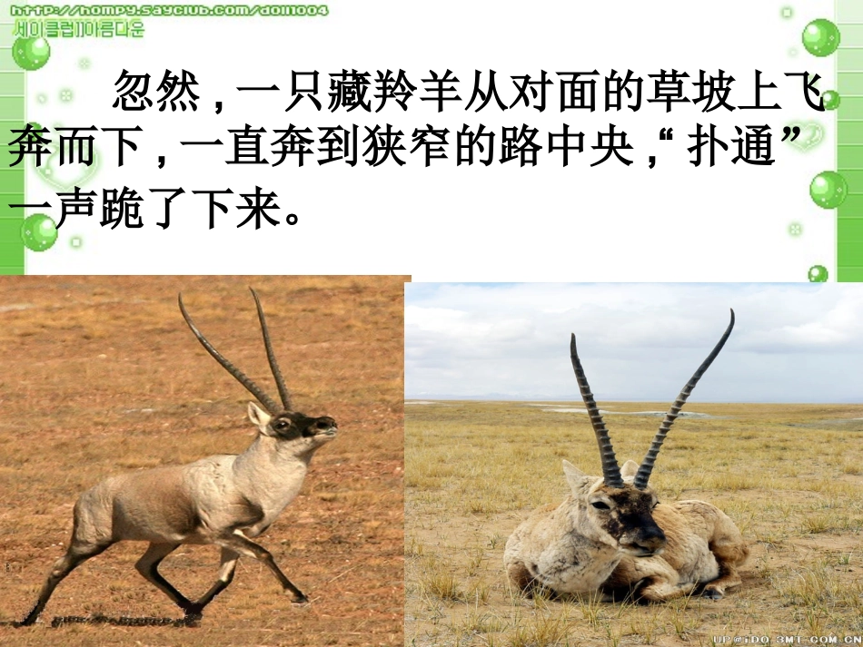 7藏羚羊的故事_第2页