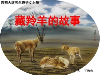 7藏羚羊的故事