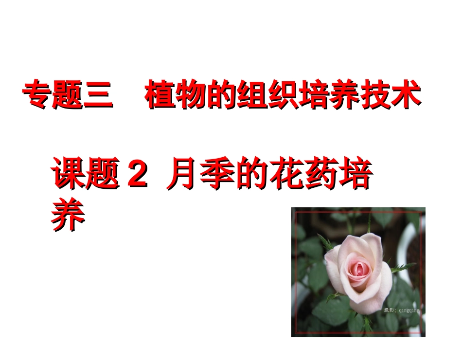 课题2-月季的花药培养-(4)_第1页