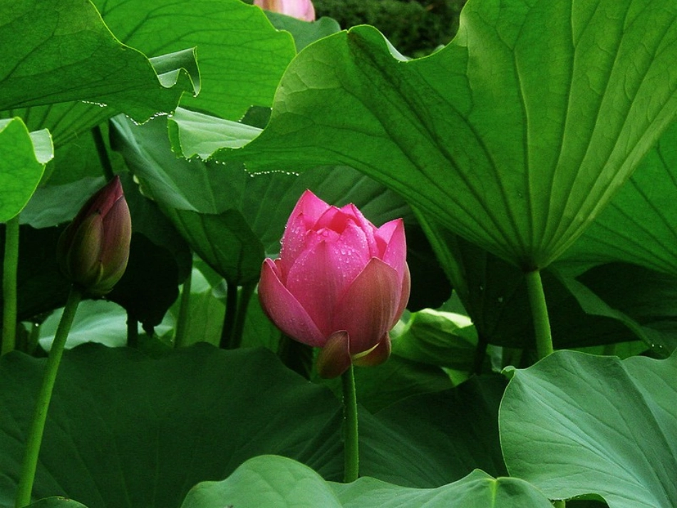 (部编)人教语文2011课标版一年级下册13-荷叶圆圆-(2)_第3页