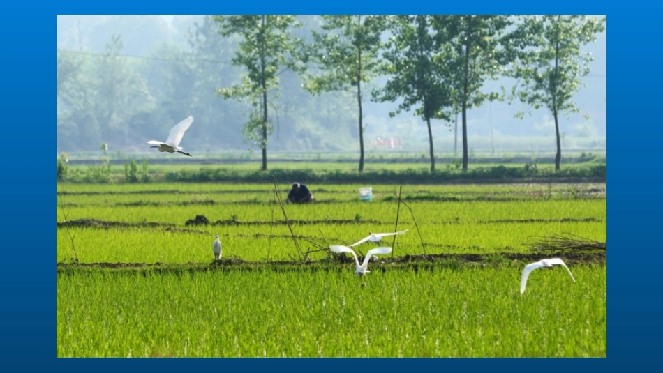 17.五月的田野_第2页