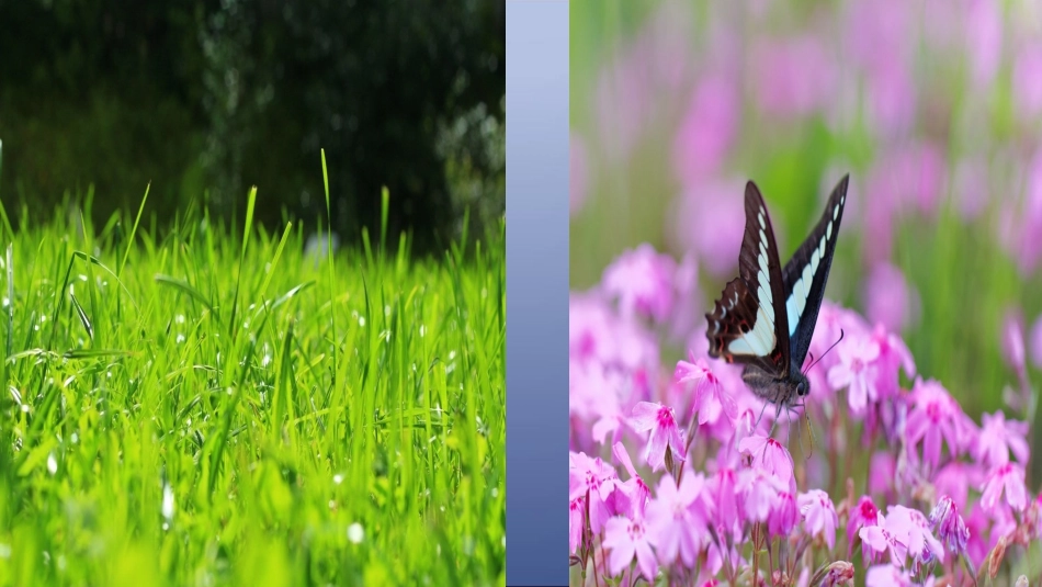 1春天的舞台_第1页