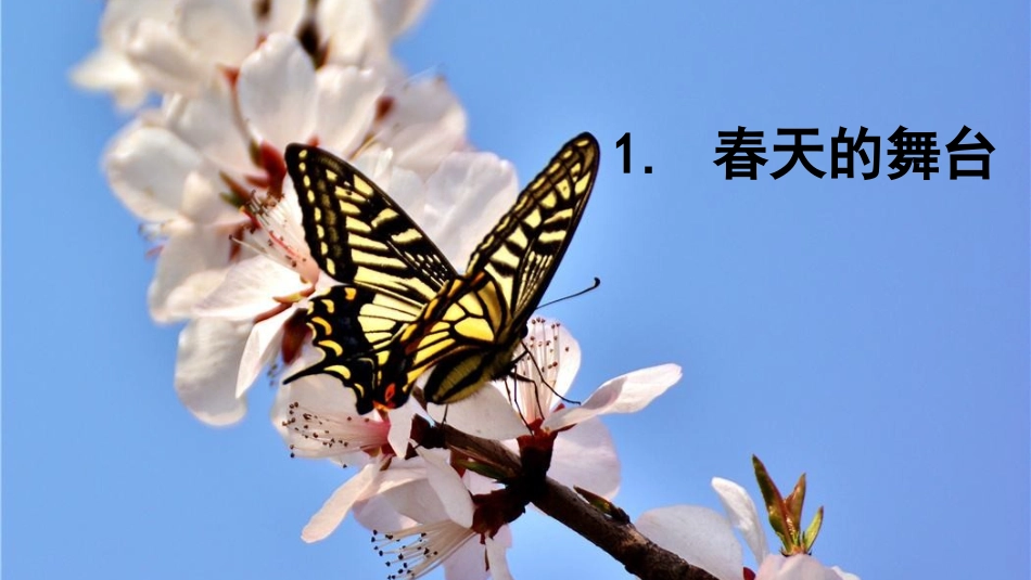 1春天的舞台_第3页