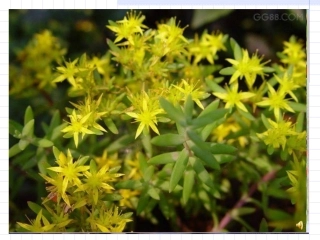 第二节-动物体的结构层次