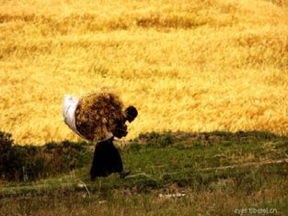 15秋天的怀念_第3页