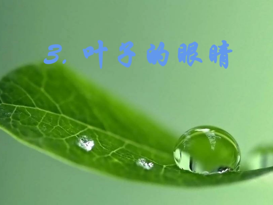 3叶子的眼睛_第1页