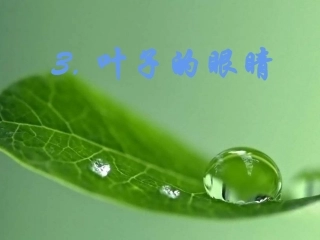 3叶子的眼睛
