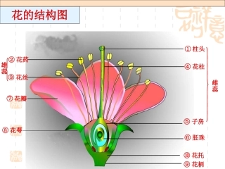 植物的有性生殖