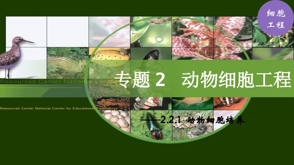 6.动物细胞培养_第1页